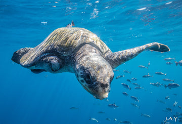 An olive ridley sea turtle swimming toward the camera over open water with a school of fish, off Costa Rica.