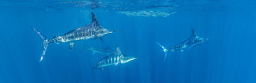 The Marlin Collection: A Celebration of Power, Motion, and the Ocean