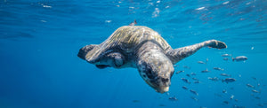 Olive ridley sea turtle swimming free after being rescued from a ghost net off Costa Rica