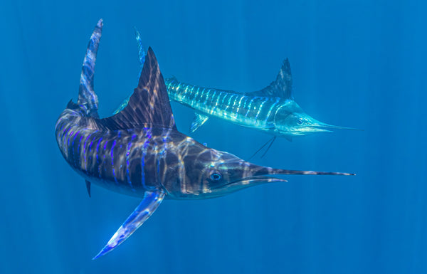 THE MARLIN COLLECTION