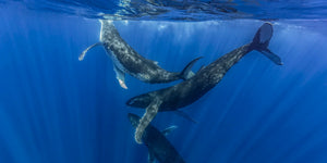 Humpback whales dancing near the surface