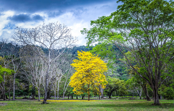 A golden tree in bloom among bare and green trees in Costa Rica