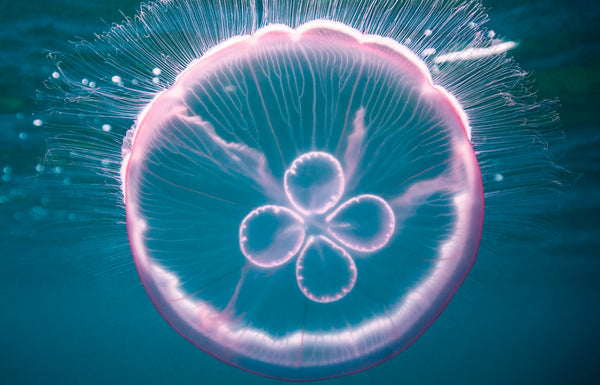 A glowing moon jellyfish drifting in the Atlantic off South Florida