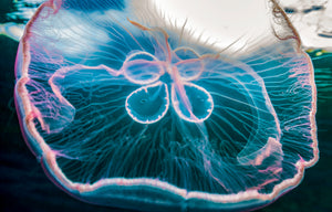 Psychedelic State fine art print of a luminous moon jellyfish glowing blue and pink in dark ocean water