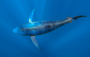 Blue Bullet fine art print — a sleek tuna gliding through sunlit deep-blue open ocean