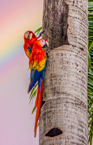 Double Rainbow — two scarlet macaws climbing a palm trunk against a soft pastel rainbow sky, tropical fine art photograph