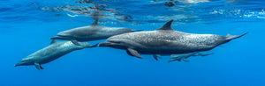 Pantropical Encounters panoramic fine art print of spotted dolphins gliding through deep blue open ocean