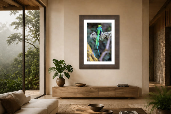 Ancient Deity resplendent quetzal fine art print framed on a tall wall in a warm Costa Rican cloud-forest-inspired living room