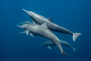 Blue Harmony fine art print — a pod of spinner dolphins gliding gracefully together through calm deep-blue ocean