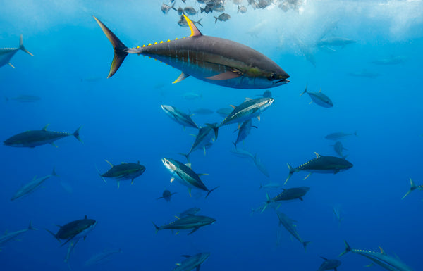 Haywire — a powerful yellowfin tuna leading a school of tuna through the deep blue Pacific, fine art underwater photograph