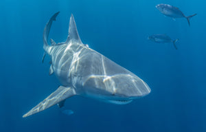 Bull shark moving through open water off Jupiter, Florida