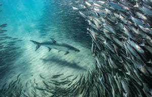 Tarpon striking through the mullet run in Florida