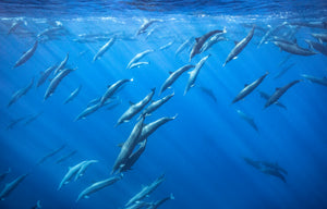 Deep Dive fine art print — a large pod of spinner dolphins diving through sunlit deep-blue ocean with light rays
