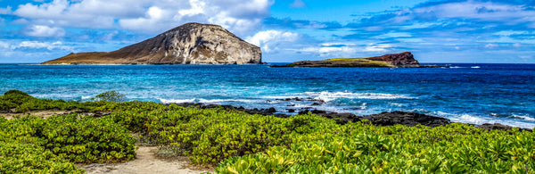 A breezy tropical coastline in Hawaii