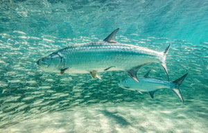 Tarpon Tango limited edition fine art print of silver tarpon weaving through a school of baitfish in turquoise water