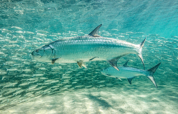 Tarpon Tango limited edition fine art print of silver tarpon weaving through a school of baitfish in turquoise water