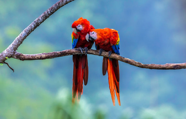 Two scarlet macaws perched side by side