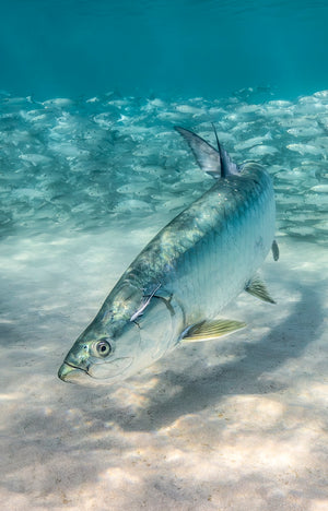 Silver King fine art print of a tarpon gliding over sandy flats before a current of silver baitfish