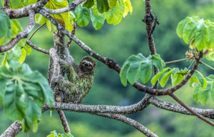A smiling sloth in the Costa Rican rainforest