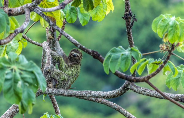 A smiling sloth in the Costa Rican rainforest