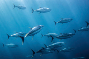 Chasing Tuna fine art print — a school of yellowfin tuna gliding through sunlit deep-blue open ocean