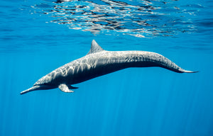 Marine Mirage fine art print of a dolphin gliding through clear blue open ocean water