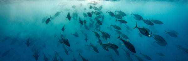 Launch The Torpedoes — a school of tuna surging upward toward the surface light through deep blue open ocean, layered silhouettes fading into the water, fine art panoramic underwater photograph