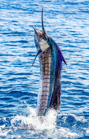 Pez Vela fine art print of a sailfish leaping vertically out of the deep blue open ocean