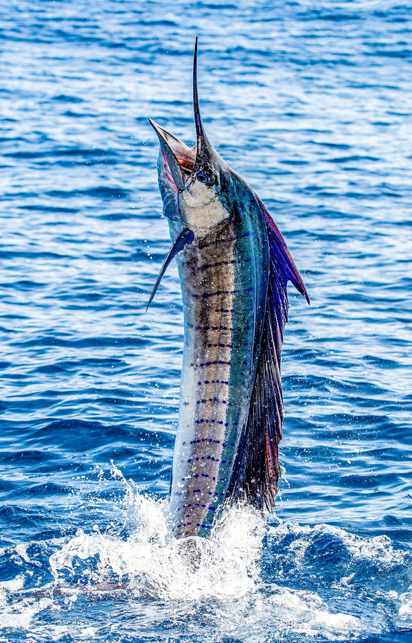 Pez Vela fine art print of a sailfish leaping vertically out of the deep blue open ocean
