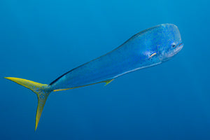 Dorado — a sleek mahi-mahi gliding through deep blue open ocean with a vivid chartreuse tail, fine art underwater photograph