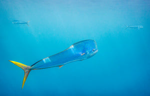 Three mahi mahi cruising the open Pacific off Costa Rica
