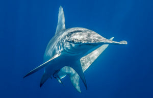 Eye Contact — a great hammerhead shark facing the camera in deep blue open water with light dancing across its body, fine art underwater photograph