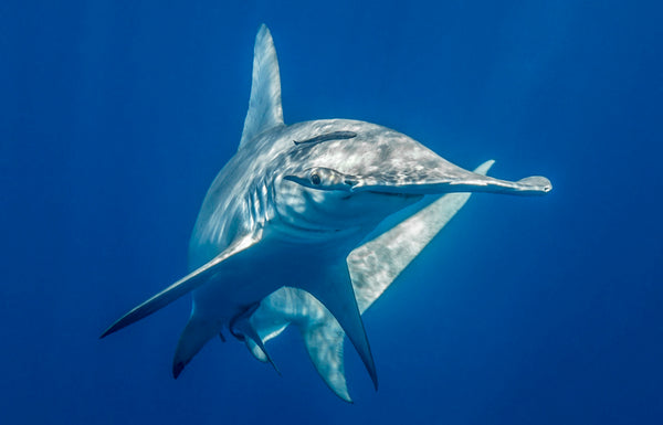 Eye Contact — a great hammerhead shark facing the camera in deep blue open water with light dancing across its body, fine art underwater photograph