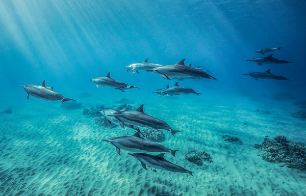 Dolphins gliding over the sand off Oahu, Hawaii