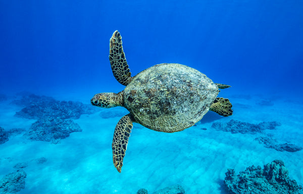 A green sea turtle gliding over a sunlit reef off Hawaii's Big Island