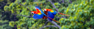 A pair of scarlet macaws in flight