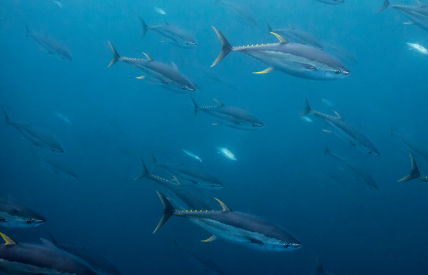 Current Flow fine art print — a school of yellowfin tuna drifting through calm deep-blue open ocean