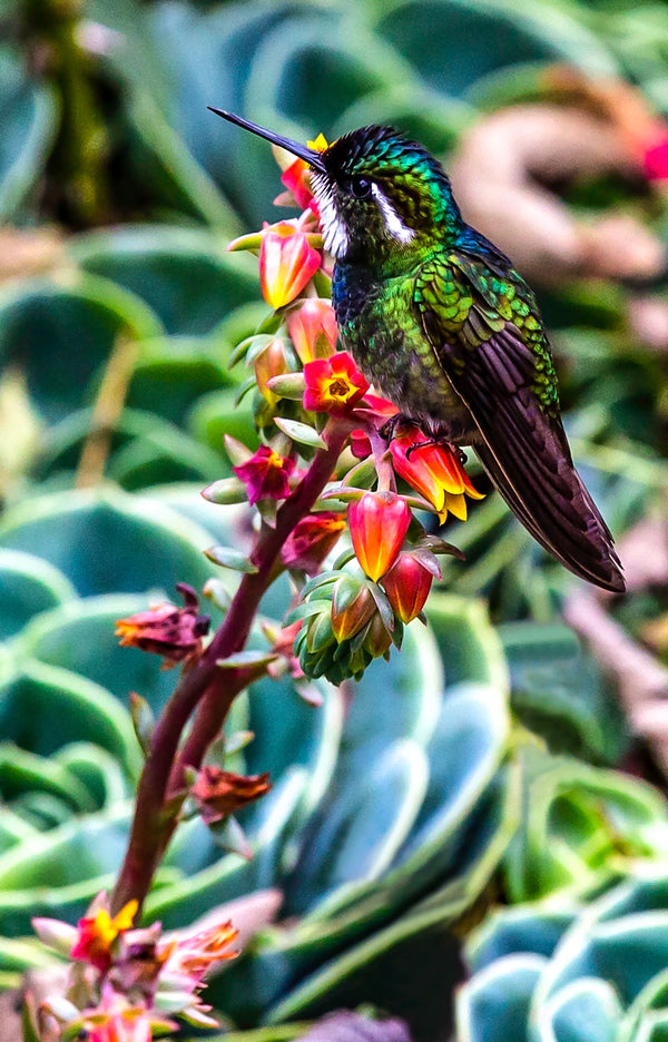 A hummingbird among highland flowers in Costa Rica