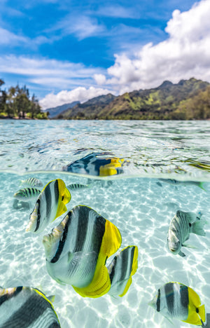 A yellow butterflyfish over the sunlit sandy floor of a French Polynesia lagoon