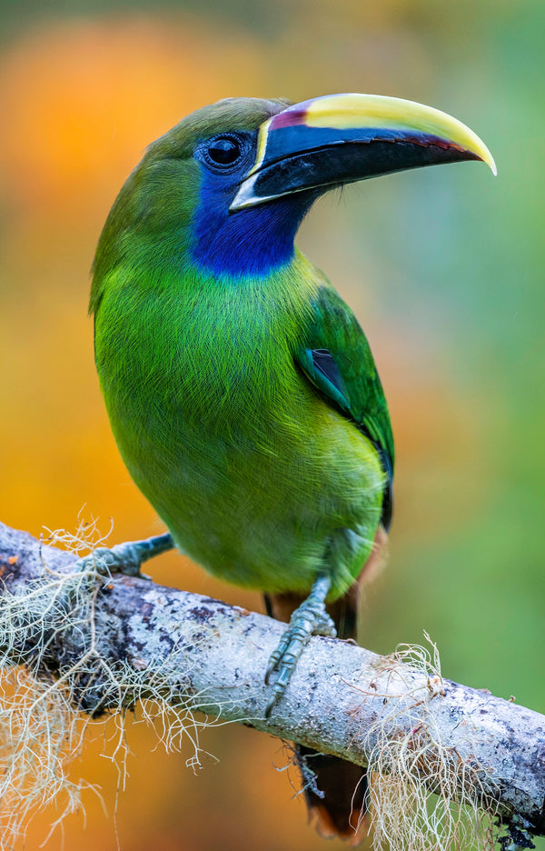 An emerald toucanet in Costa Rica's cloud forest