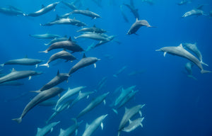 In the Pod — a large pod of spinner dolphins gliding together through the deep blue open ocean, fine art underwater photograph