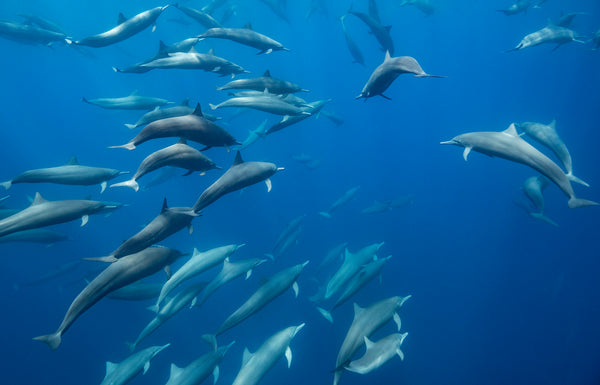 In the Pod — a large pod of spinner dolphins gliding together through the deep blue open ocean, fine art underwater photograph