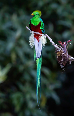 A resplendent quetzal in the cloud forests of Costa Rica