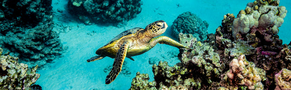 A Hawaiian green sea turtle over the reef
