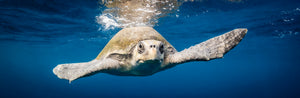 Follow the Current — an olive ridley sea turtle drifting toward the camera with outstretched flippers just below the sunlit surface of the open Pacific, fine art panoramic underwater photograph