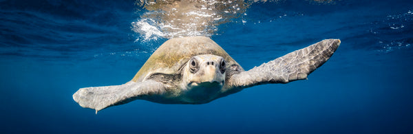 Follow the Current — an olive ridley sea turtle drifting toward the camera with outstretched flippers just below the sunlit surface of the open Pacific, fine art panoramic underwater photograph