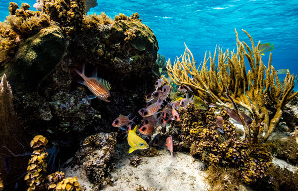 A vivid coral reef in the Cayman Islands