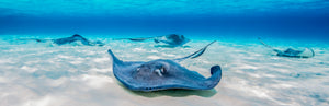 Stingray City limited edition fine art print of stingrays gliding over rippled white sand in the clear Caribbean