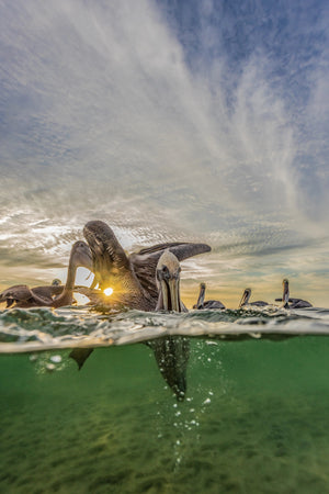 Dawn Patrol limited edition fine art print of a brown pelican flaring its wings at sunrise over Magdalena Bay