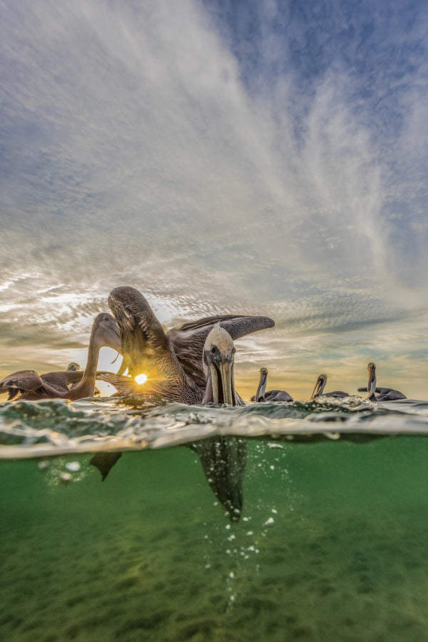 Dawn Patrol limited edition fine art print of a brown pelican flaring its wings at sunrise over Magdalena Bay